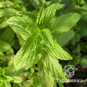 

Мята Тимьян