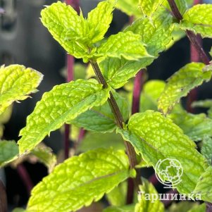 

Мята Фенхель-Анис