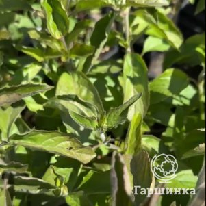 

Мята Фруктовый сорбет