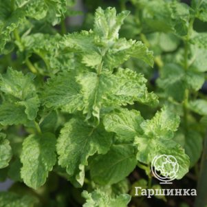 

Мята Японское Мохито