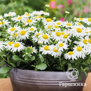 

Ромашка (Нивяник) Арктик Сноу