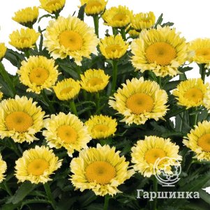 Ромашка (Нивяник) Свит Дейзи Изабель