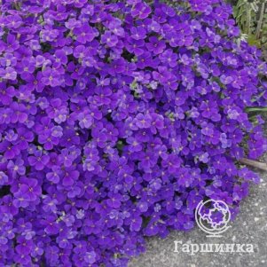 

Обриета Вайтевелл Джем