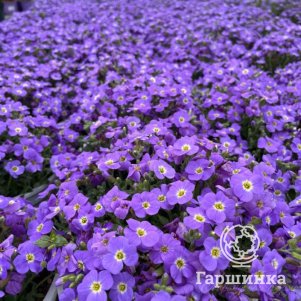 

Обриета Акцент Лайт Блю