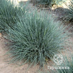 

Овсяница Азурит сизая