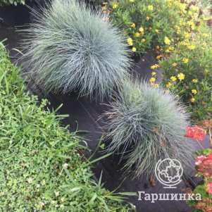 Овсяница Фредди сизая