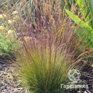 

Овсяница Валберла аместистовая