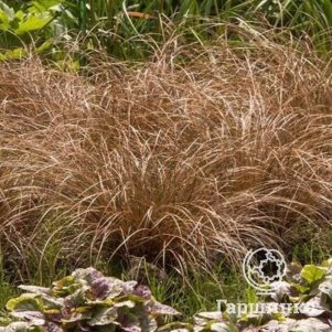 

Осока Милк Чоколейт косматая