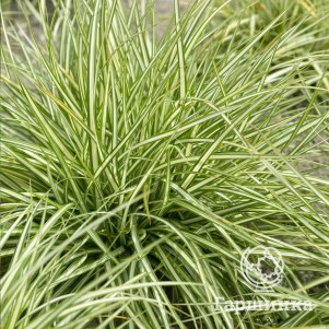 

Осока Вариегата птиценожковая