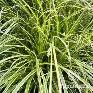 

Осока Эверест охименская