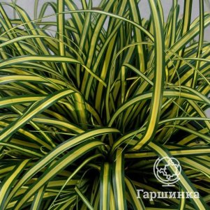 

Осока Эвероро охименская