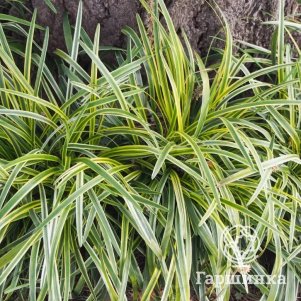 

Осока Голдвилл охименская