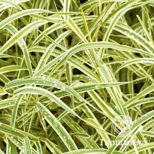 

Осока Максиголд охименская