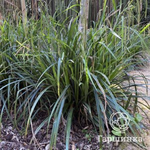 

Осока повислая