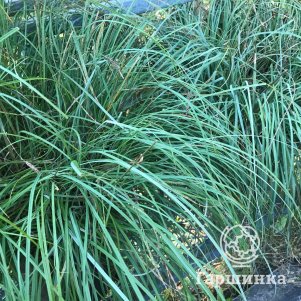 

Осока Блю Зингер повислая