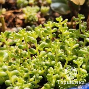 

Очиток (седум) белый Лайм Перл