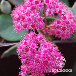 

Очиток (седум) Амбер Ред гибридный