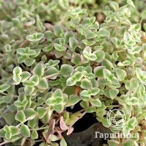 

Очиток (седум) Литл Мисси гибридный