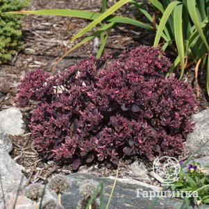 

Очиток (седум) Санспарклер Дрим Дазлер