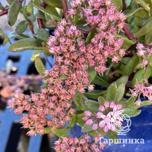 

Очиток (седум) Санспарклер Джейд Таффет