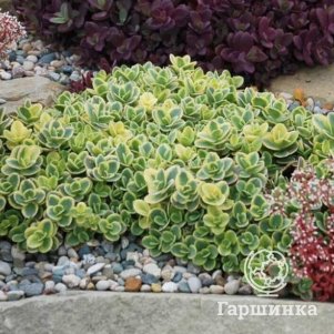 

Очиток (седум) Санспарклер Лайм Твистер