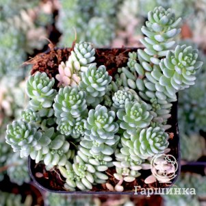 

Очиток (седум) Дазифиллум