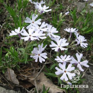 

Флокс раздвоенный