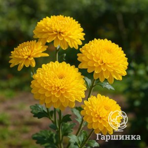 

Хризантема Золотистая