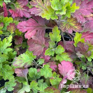 

Хризантема Красная ромашка