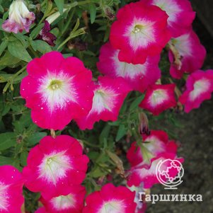 Петуния вегетативная Каскадиас Фентези Хот Пинк