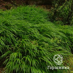 

Хаконехлоа большая