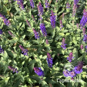 

Шалфей (Сальвия) дубравный Блю Букет