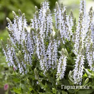 

Шалфей (сальвия) дубравный Бамбл Скай