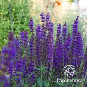 

Шалфей (Сальвия) дубравный Найт Филд