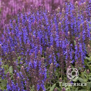 

Шалфей (Сальвия) дубравный Алекс Блю