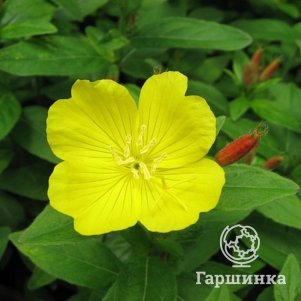 

Энотера кустарниковая