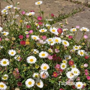 

Мелколепестник (эригерон)