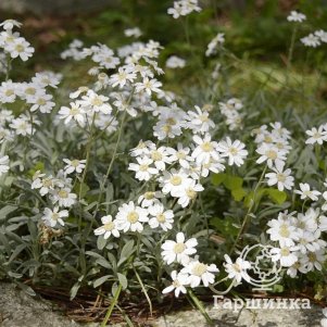 

Тысячелистник агератолистный