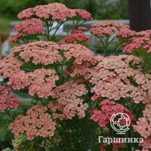 

Тысячелистник Тутти Фрутти Априкот Делайт обыкновенный