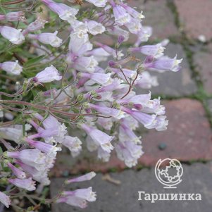 

Пенстемон Пигмеус жестковолосистый