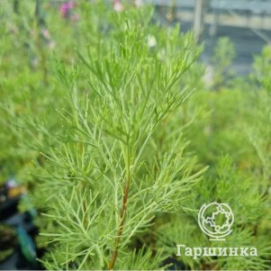 

Полынь Кока Кола лечебная