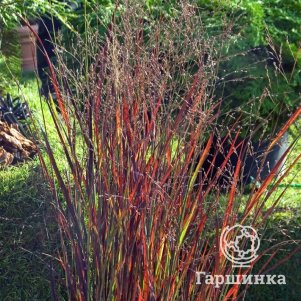 

Просо Хейлигер Хайн прутьевидное