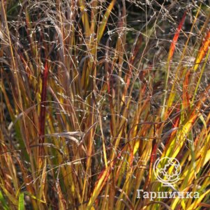 

Просо Кюльсенмур прутьевидное