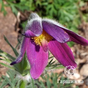 

Прострел колокольчатый