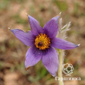 

Прострел Ленинградский обыкновенный