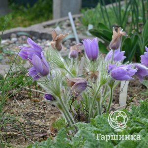 

Прострел Псевдославика обыкновенный