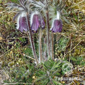 

Прострел Даурский