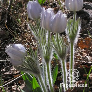 

Прострел Наттала