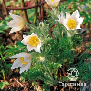 

Прострел Папагено Вайт обыкновенный