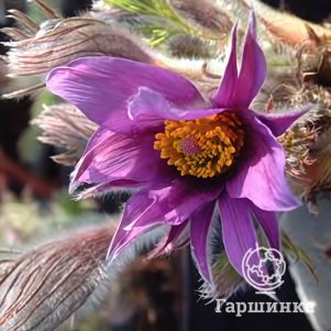 

Прострел Папагено Плам обыкновенный